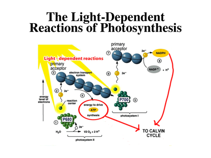 Photosynethesis cycle